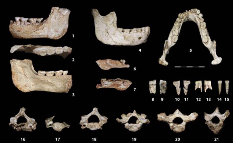 These discoveries fill a major gap in the African fossil record