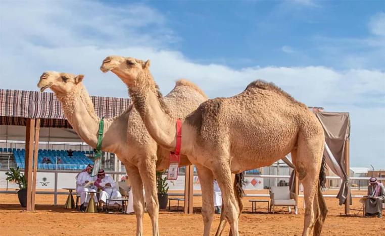 The mazayen competition will run from January 5 to 8