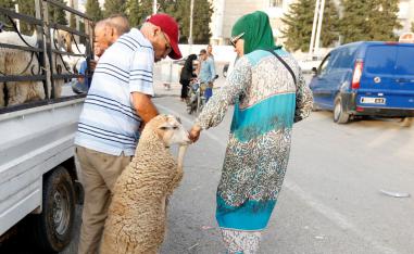 خروف العيد 
