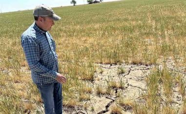 Scott Irlbeck inspects drought-hit wheat fields on his farm in Tulia