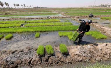 Fields alive again after years of thirst