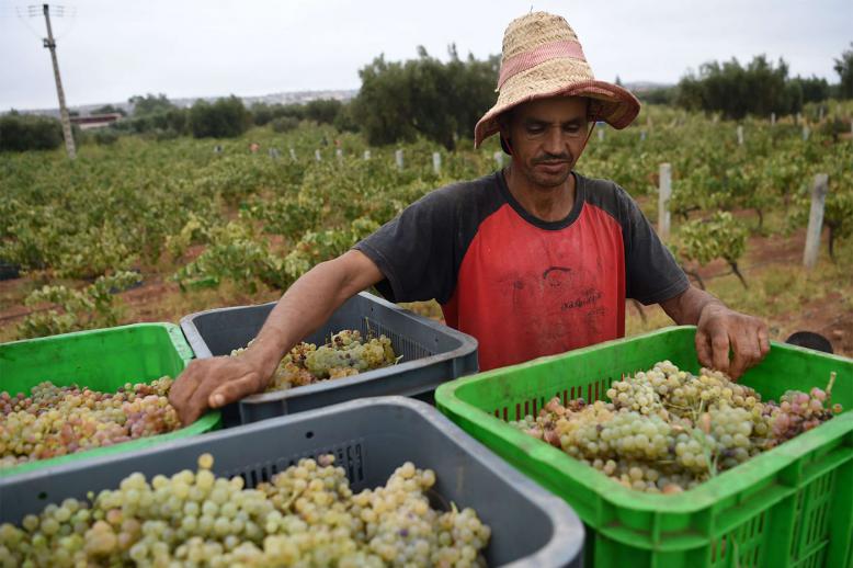 Fisheries and Agriculture, which together account for about 17 percent of Morocco’s GDP, created 9,000 jobs 