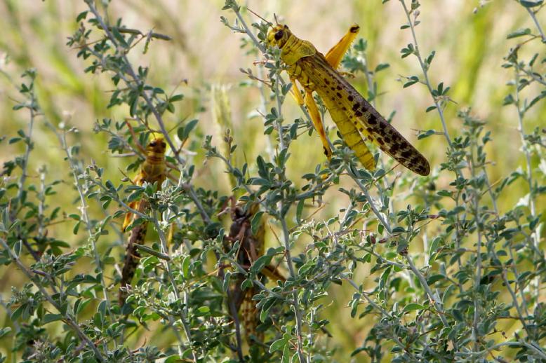 Desert locusts pictured in Samburu County, Kenya