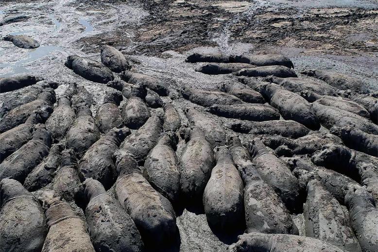 Climate change is taking its toll on animals too in Africa