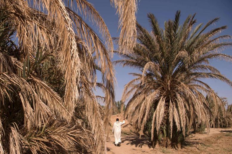 واحات النخيل