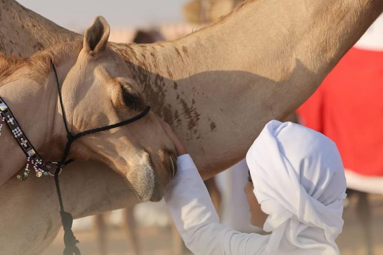الهوية تزدهر في رمال الظفرة.. مهرجان يحتفي بالإنسان والإبل والتراث