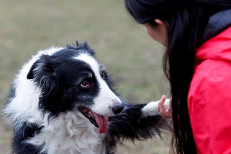 كلب 'بوردر كولي' 