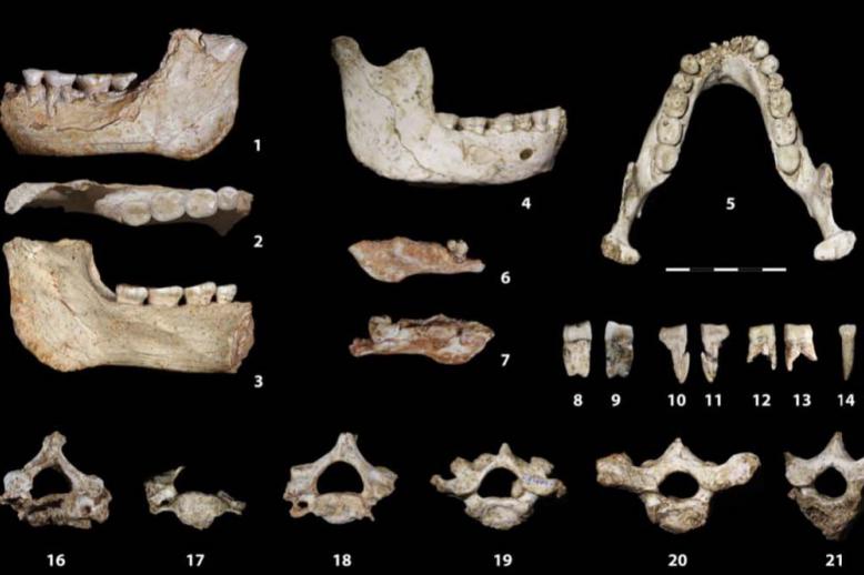 These discoveries fill a major gap in the African fossil record