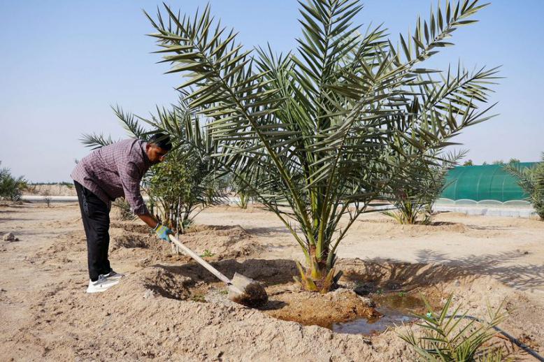 مزارع في البصرة
