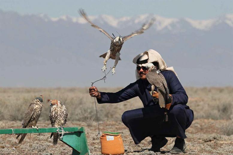 All the released birds will be fitted with GPS trackers and microchips