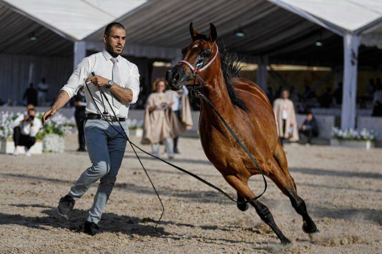 الحصان العربي الأصيل