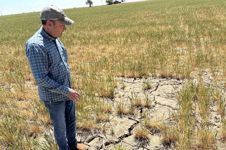 Scott Irlbeck inspects drought-hit wheat fields on his farm in Tulia