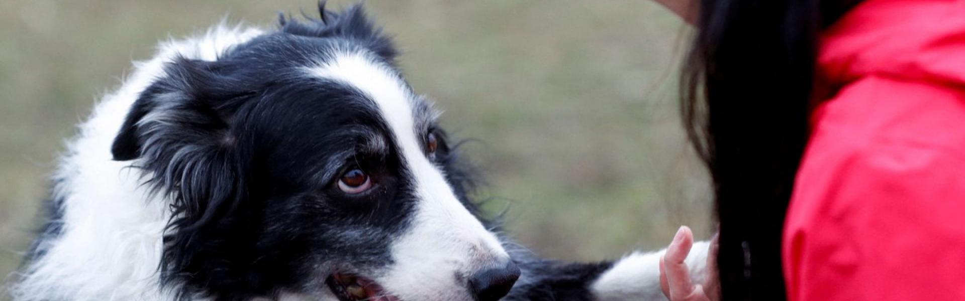 كلب 'بوردر كولي' 