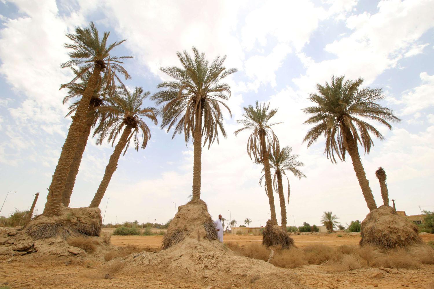 عراقي بالقرب من اشجار نخيل في منطقة تعاني من شح المياه