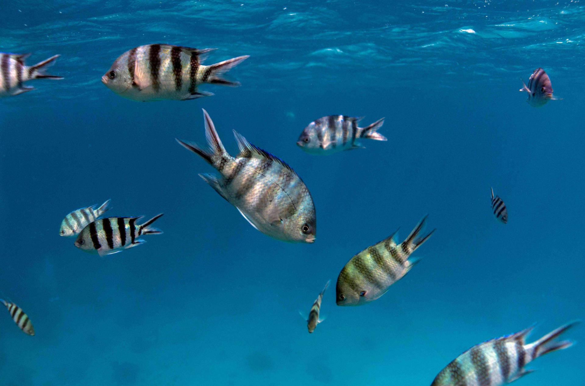  This picture taken on September 7, 2018 shows a male Sergeant major fish (Abudefduf saxatilis) swimming in the Egyptian Red Sea marine reserve of Ras Mohamed, off the southern tip of the Sinai peninsula