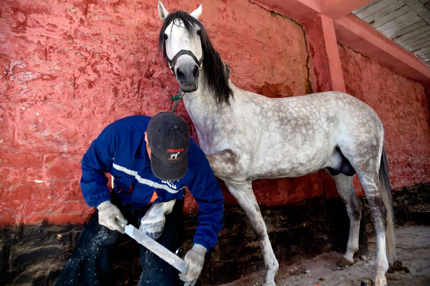 Algerian farrier Meddah Larbi installs a horseshoe onto a horse.