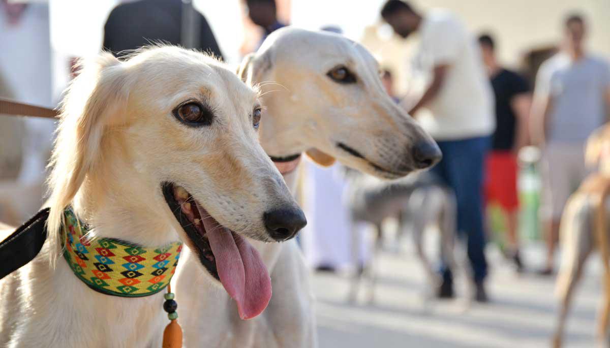 سيرة مختصرة للوالد زايد