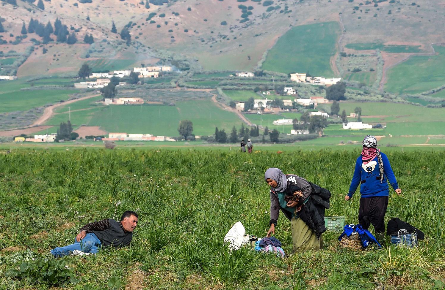 A man watches Tunisian women working in a pea field on December 20, 2018 in Tunisia's northwestern province of Jendouba, about 185 kilometres west of the capital Tunis.