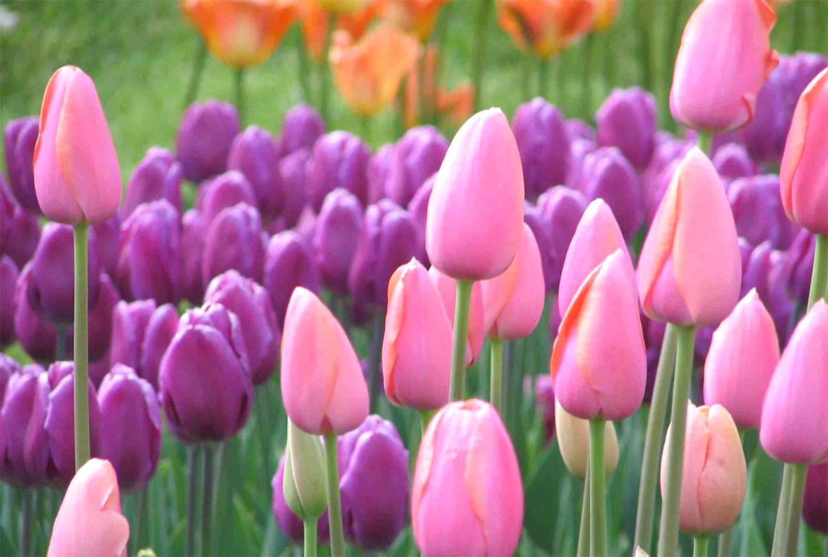 الدكتور زنبق