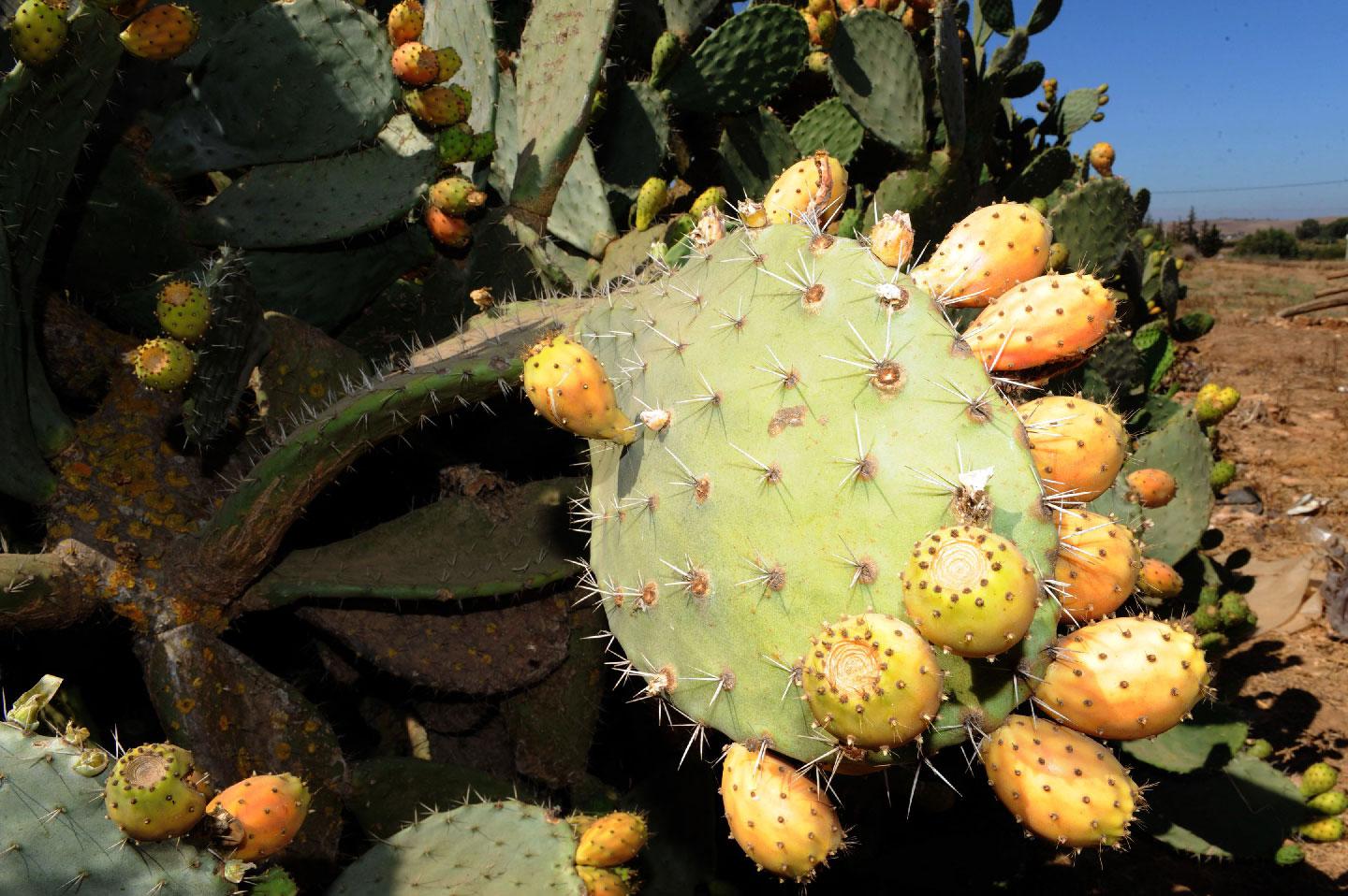 Photo taken on August 6, 2011 shows a prickly pear or barbary fig tree in the Moroccan region of Skhour Rhamna region near Marrakech.