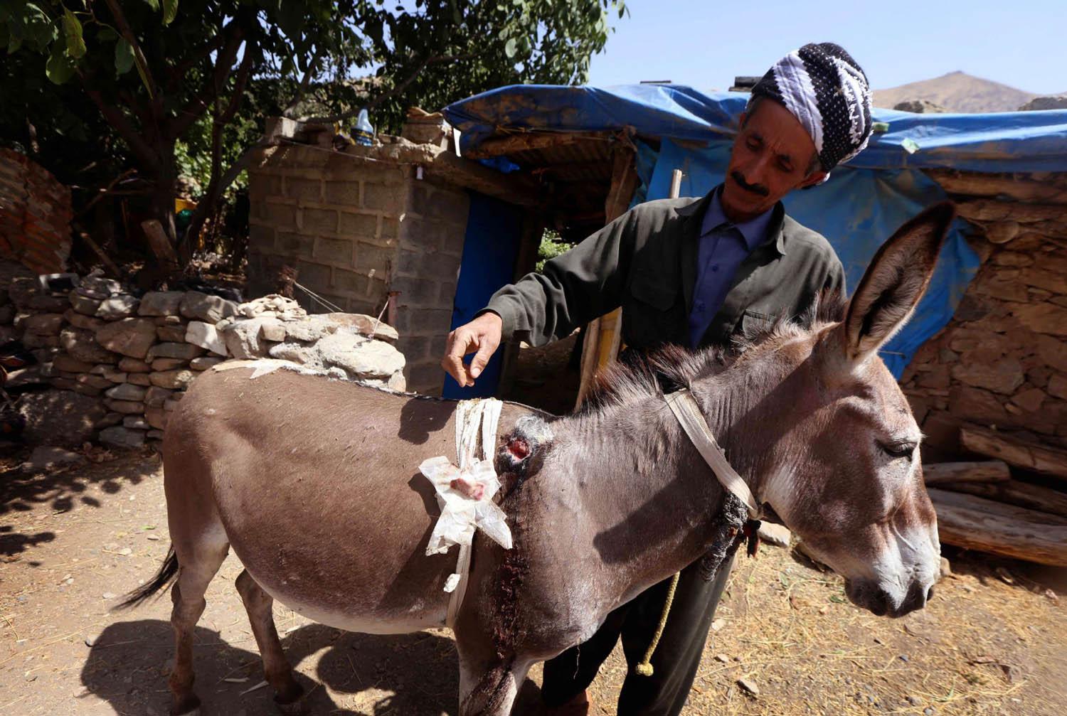 كردي يضمد حماره المصاب في غارة جوية تركية على جبل قنديل شمال العراق