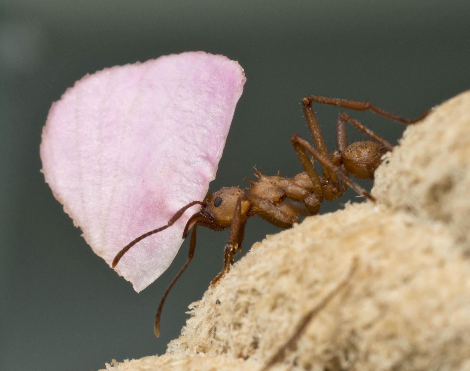 النمل الفضي