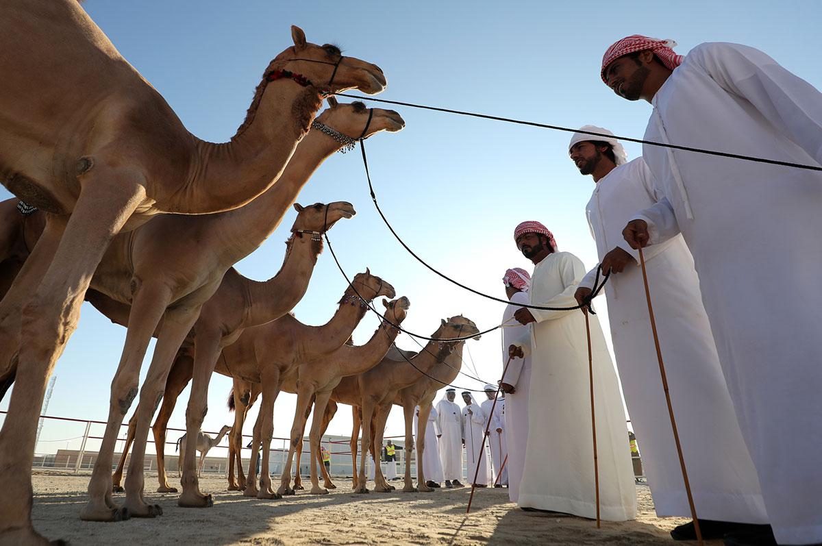 دعم ملاك الإبل