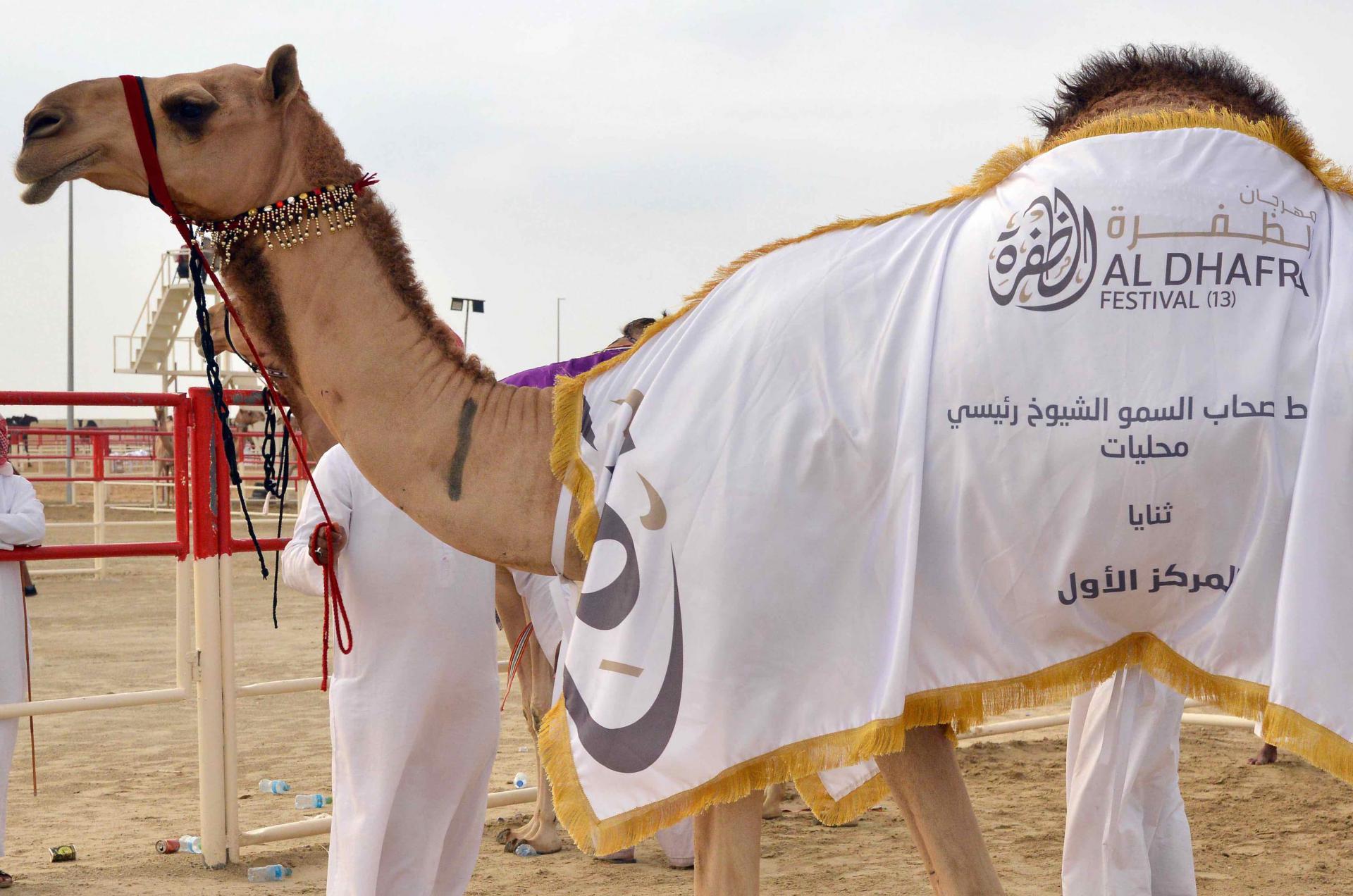 Prize money for camel racing, which was attended by a record number of camel owners, totalled AED16 million alone.