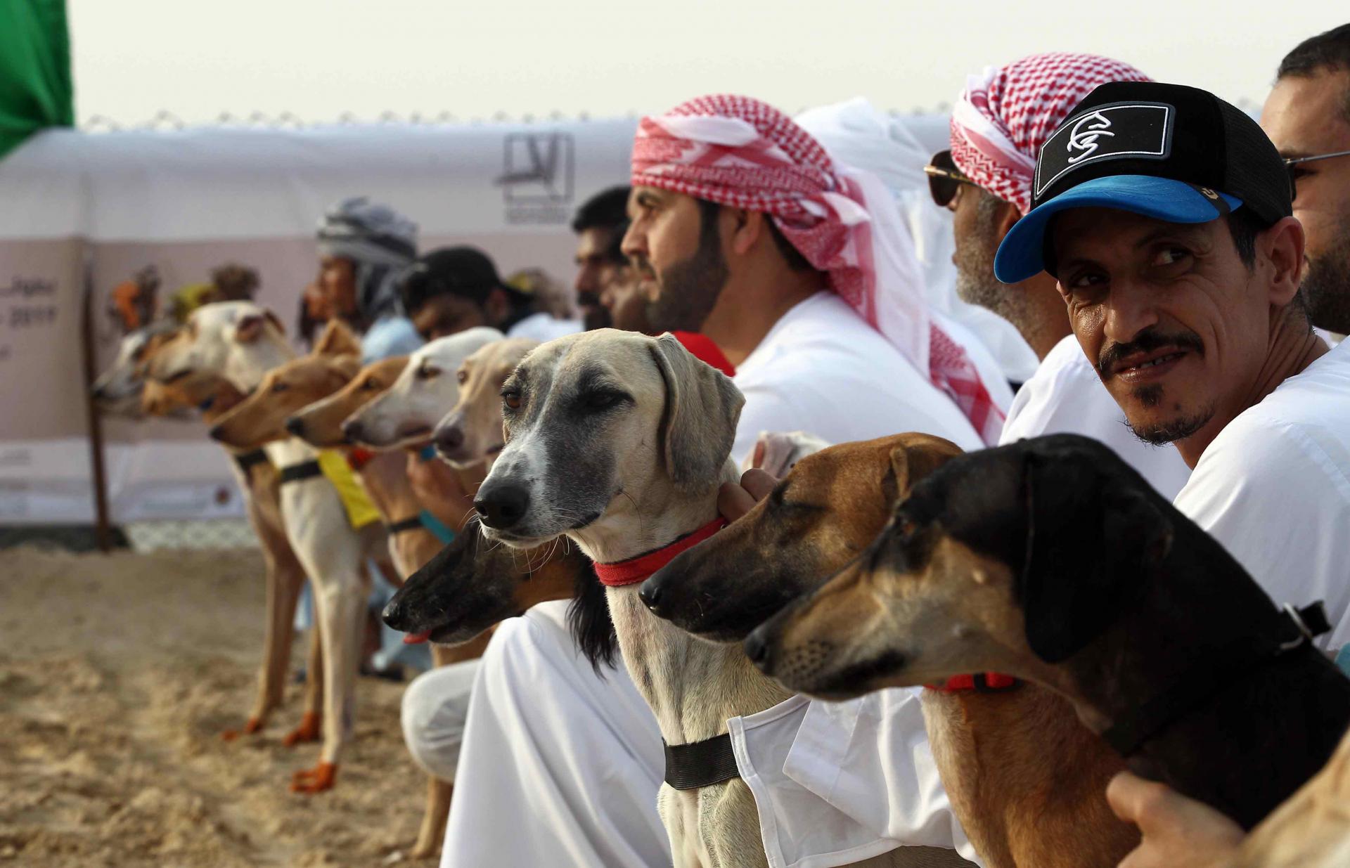 97 Salukis participate in Qualifying Race of Traditional Arabian Saluki  Competition | MEO