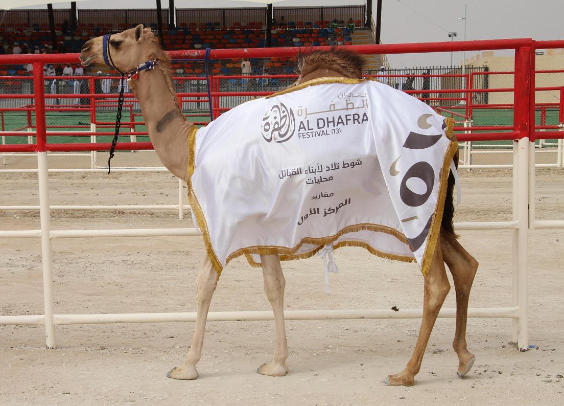 المركز الاول اصايل