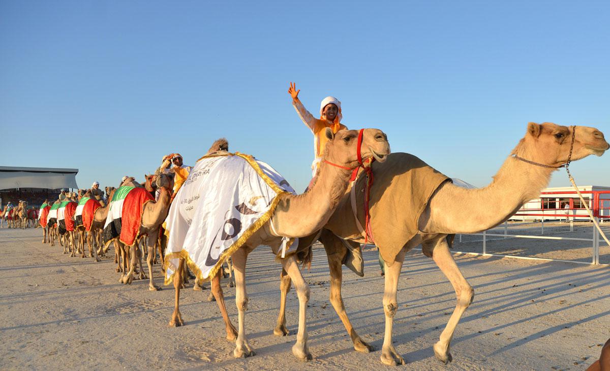 تخضيب الناقة بالزعفران تعبيراً عن الفوز
