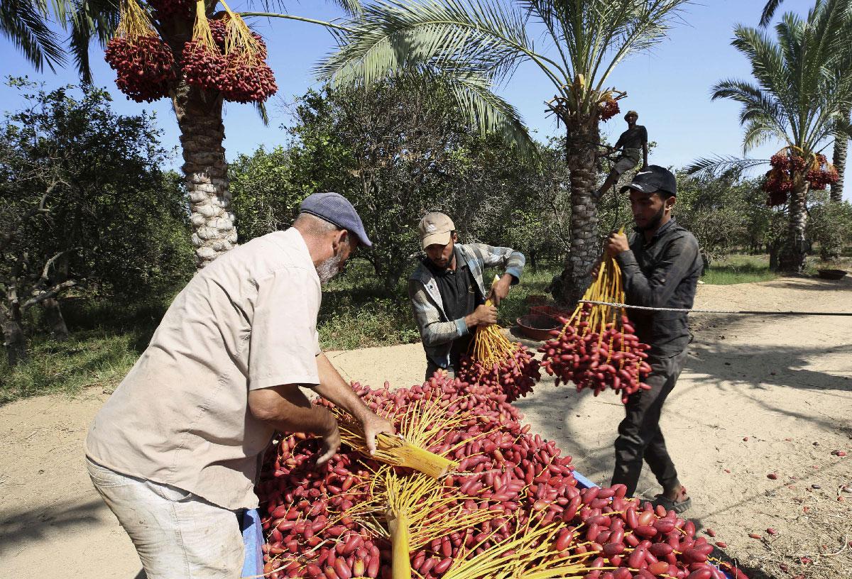 Farm workers collect dates during the harvest at a farm in Deir el-Balah, central Gaza Strip