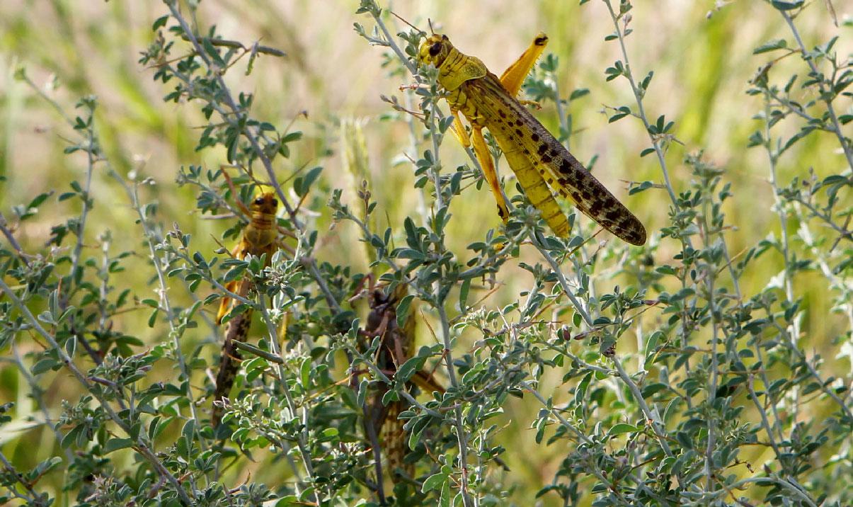 Desert locusts pictured in Samburu County, Kenya