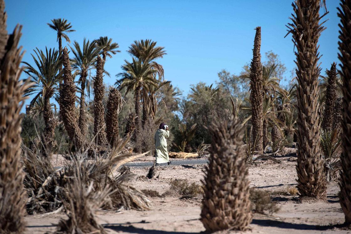 A woman walks between dead palm trees in Morocco's oasis of Skoura