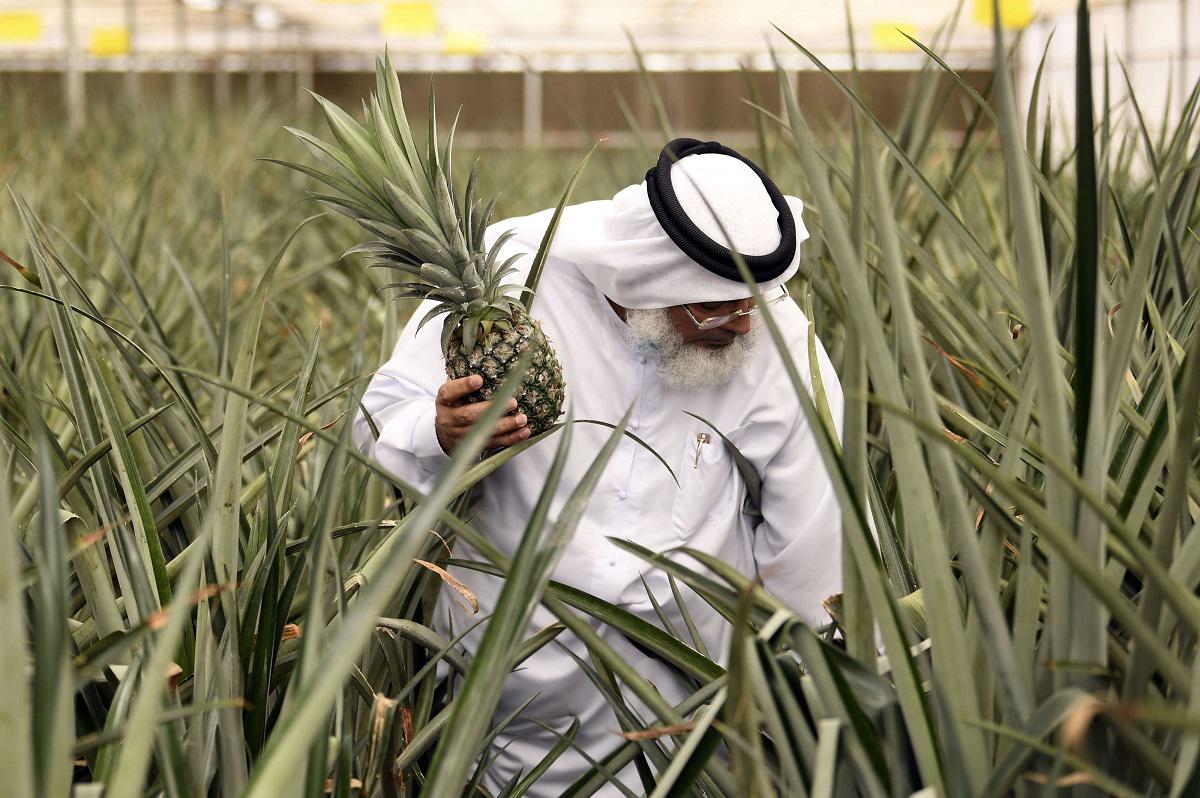  المزارع الإماراتي عبداللطيف البنا يمشي بين أشجار الأناناس في مزرعته الذكية بدبي 