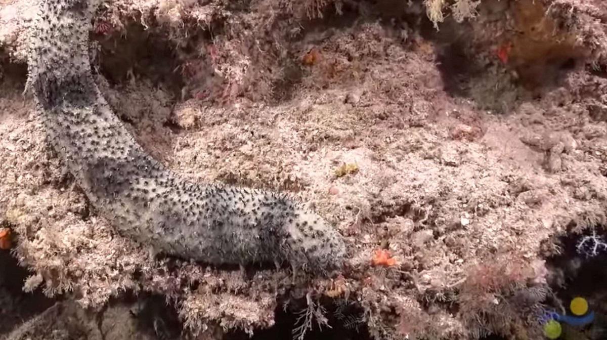 جزء من الشعاب المرجانية المكتشفة قبالة الساحل الشمالي لأستراليا