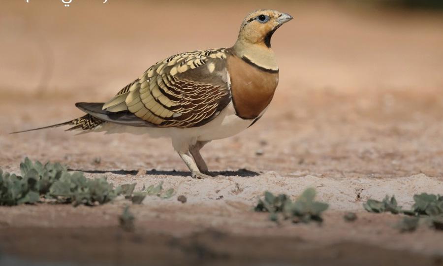 سماء الخيال