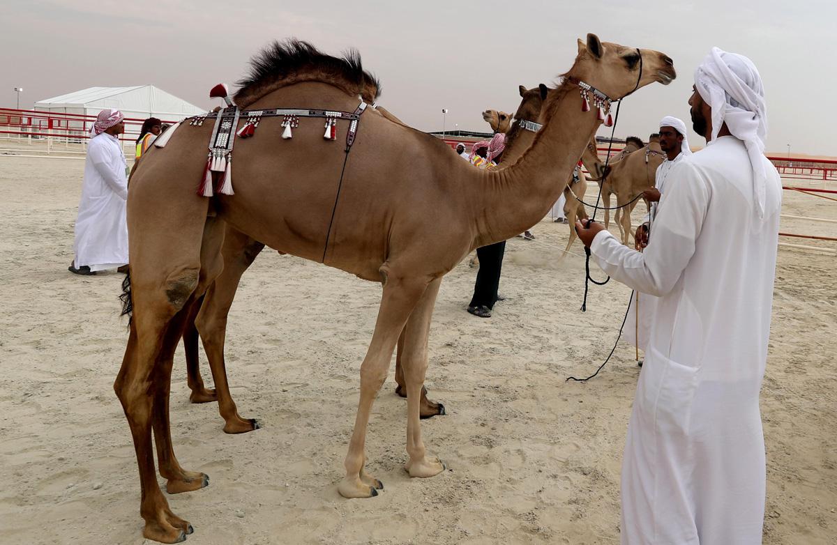أيام التحكيم وإعلان النتائج