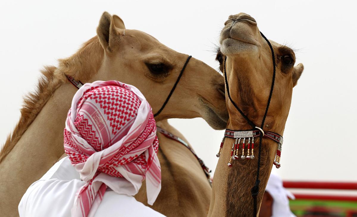 تحفيز النشاط الإقتصادي في منطقة الظفرة 