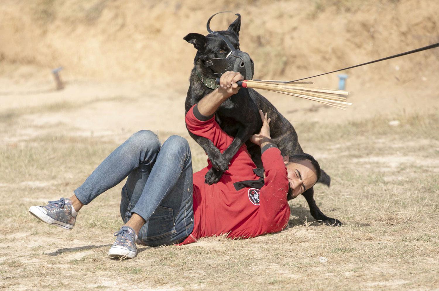 كلب مع مدربه