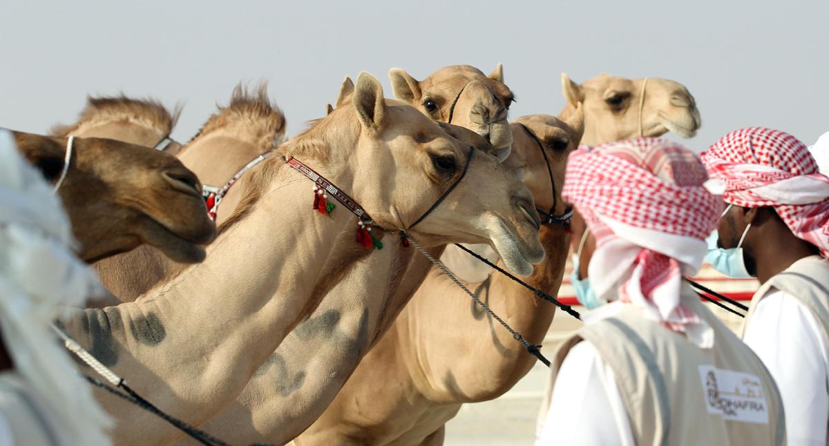 فوز بلقيس