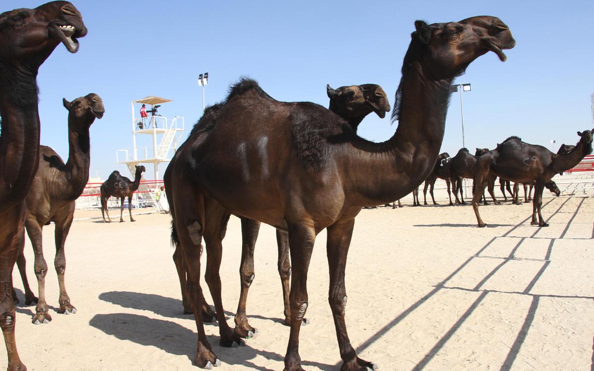 الإجراءات الوقائية والاحترازية