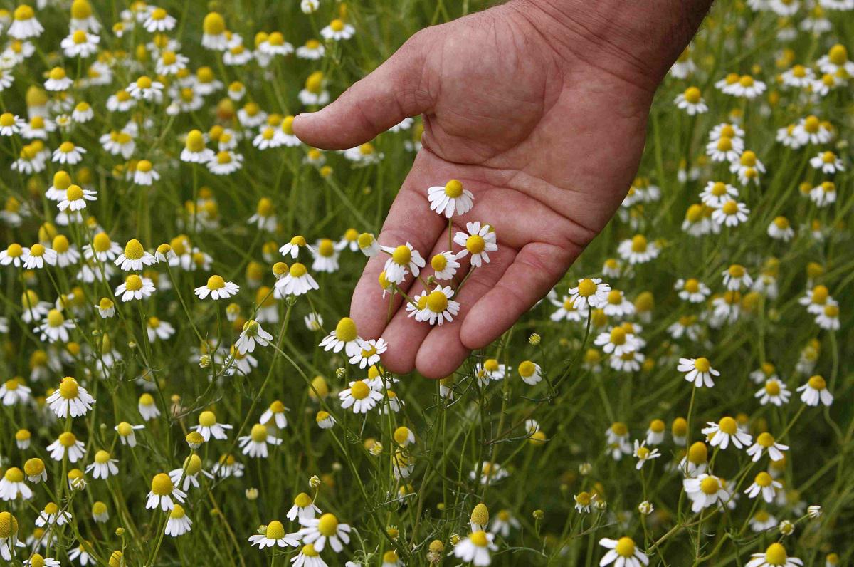 زهور البابونج