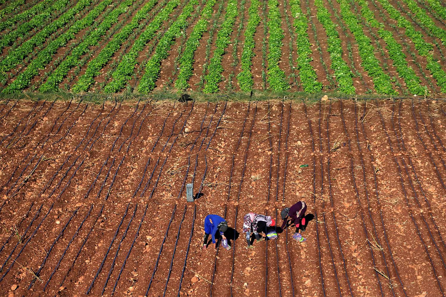 The fruit and vegetables trade is worth $24 million annually