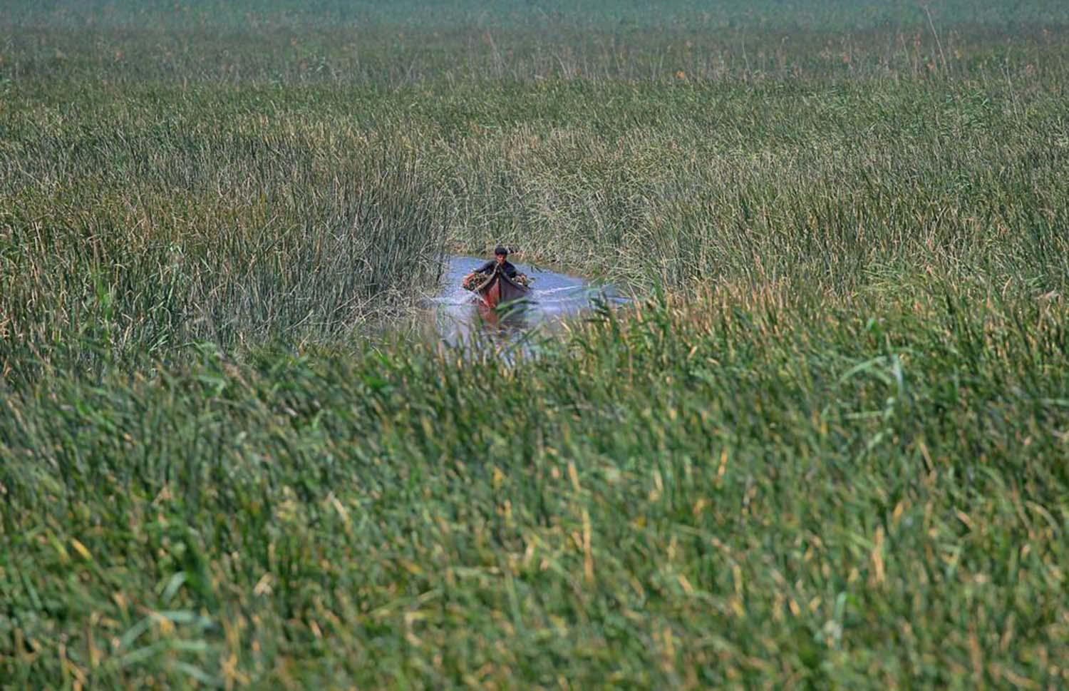 A marsh Arab man collects reeds from the wetlands
