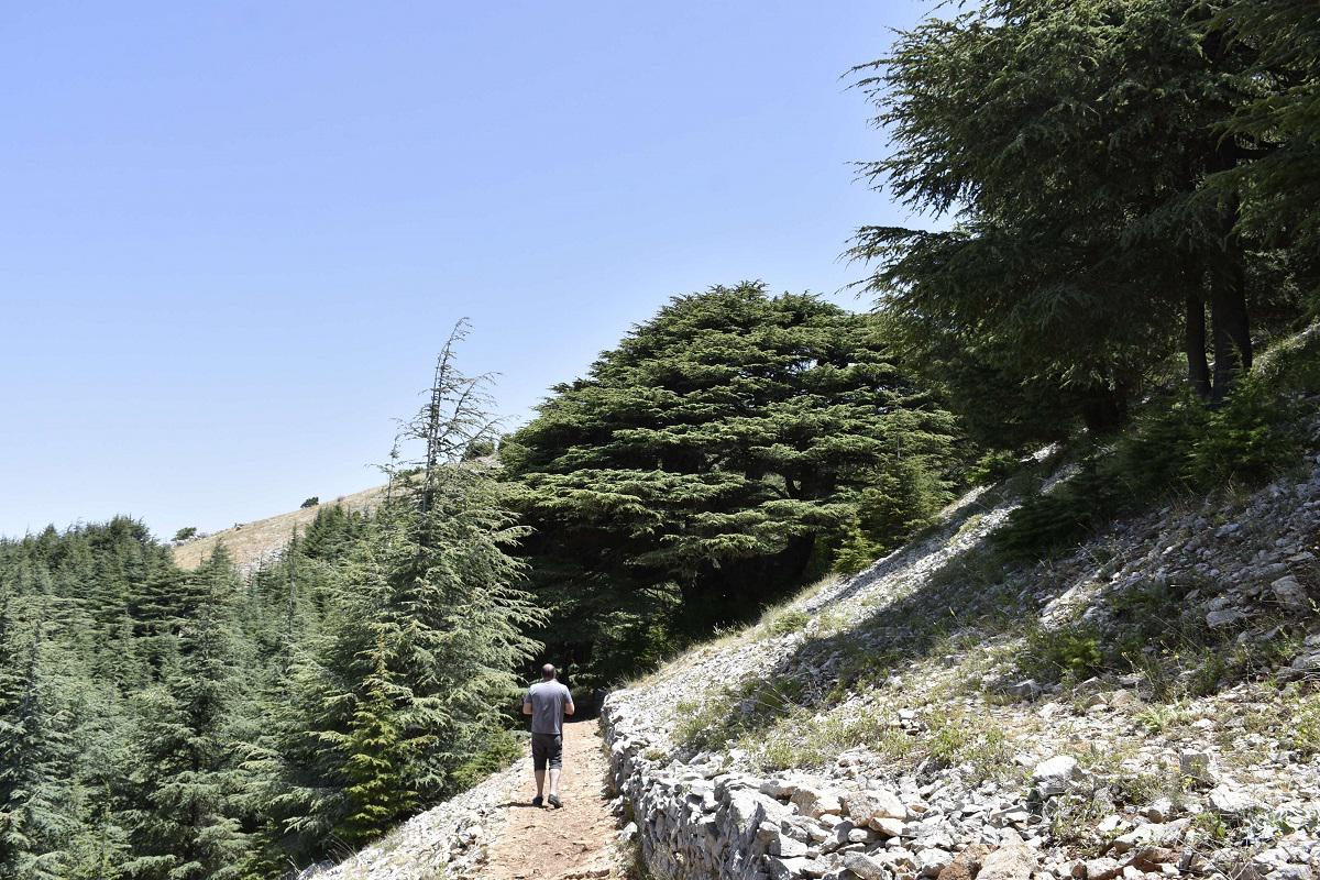 غابات الأرز في لبنان