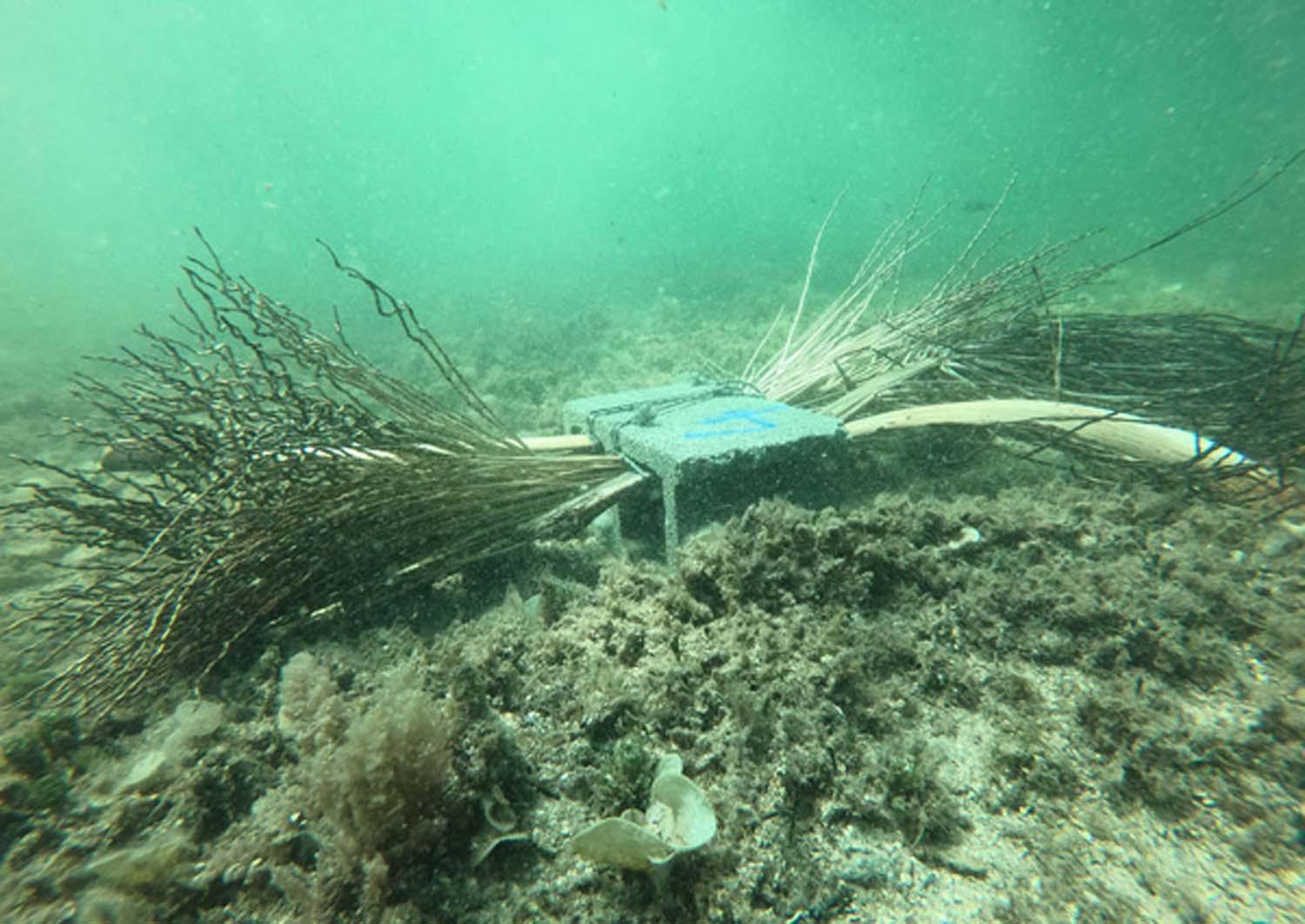 Sea urchins and other creatures using the artificial reefs 