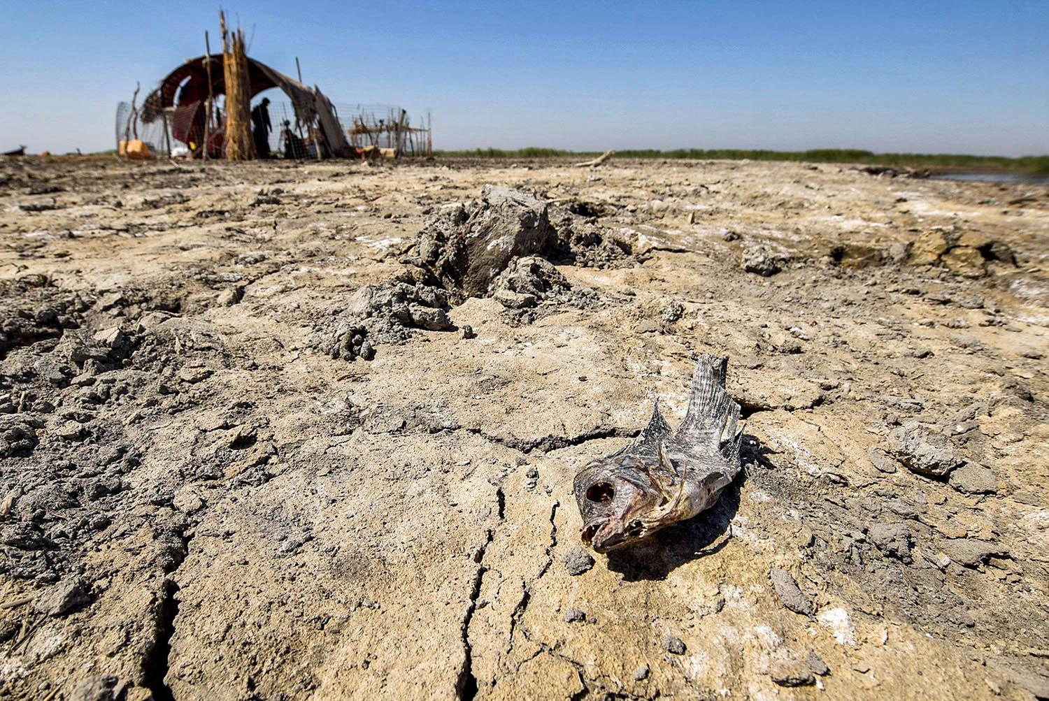 A dried up body of a dead fish on drying earth in the Chibayesh marshland in Iraq's southern Ahwar area