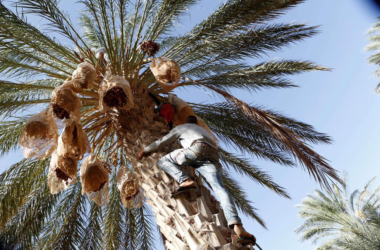 مرارة الكساد واحتكار التجار ينسيان منتجي التمور في تونس حلاوة قطافها