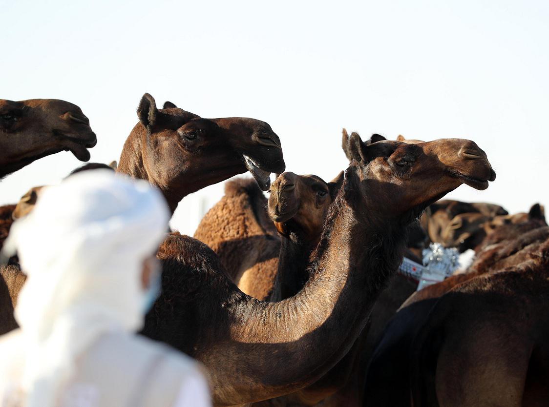 مهرجان الظفرة 